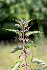 Stinging nettles, or Urtica dioica leaves and flowers on a sunny summer day