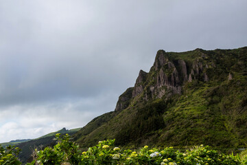 flowers on the coast of Flores