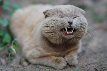 cat on a rock