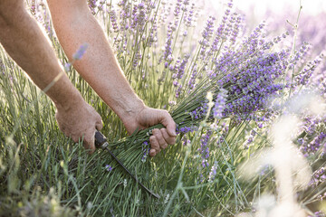 Harvesting season. Lavender bouquets. The farmer cuts the flowers.
