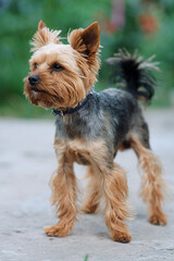 yorkshire terrier on the beach