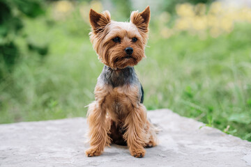 yorkshire terrier sitting on the ground