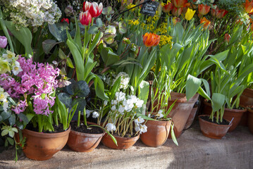 Fototapeta na wymiar Many ceramic pots with bright spring flowers are arranged in a row.
