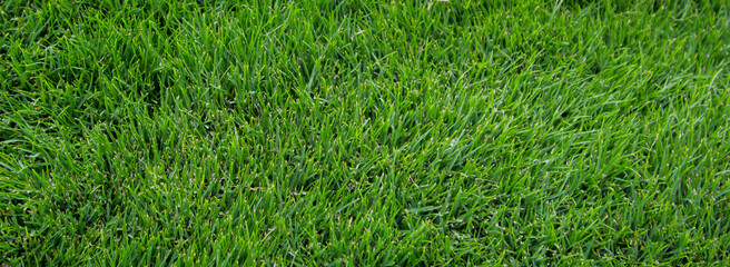 Eine Grastextur, viel saftiges Gras mit einem satten Grün.