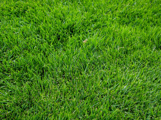 Eine Grastextur, viel saftiges Gras mit einem satten Grün.