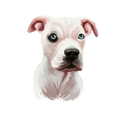 Guatemalan Dogo, Dogo Guatemalteco dog digital art illustration isolated on white background. Guatemala origin mastiff dog. Pet hand drawn portrait. Graphic clip art design for web, print
