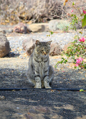 Portrait einer Katze mit getiegerten Fell.
