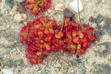 Close-up of a group of sundews, a carnivrous plant, seen on the Bokkeveld Plateau in the Northern Cape of South Africa