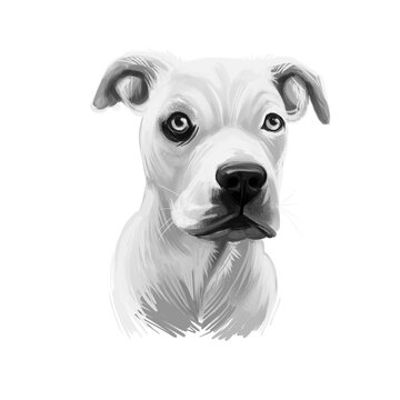 recommend clip art: Guatemalan Dogo, Dogo Guatemalteco dog digital art illustration isolated on white background. Guatemala origin mastiff dog. Pet hand drawn portrait. Graphic clip art design for web, print