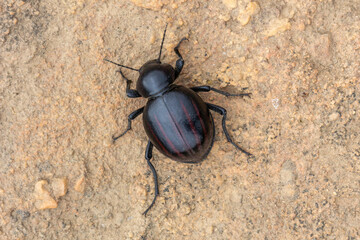 Dung Beetle close to Nieuwoudtville, Northern Cape, South Africa
