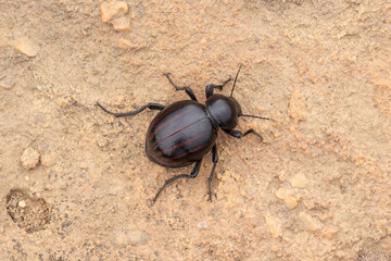 Dung Beetle close to Nieuwoudtville, Northern Cape, South Africa