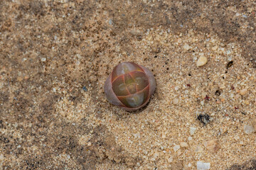 Crassula sp. seen close to Nieuwoudtville in the Northern Cape in South Africa