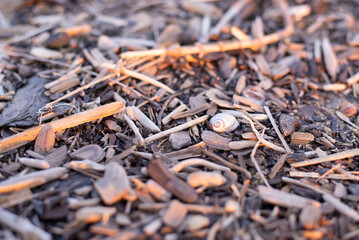 nature, brown, texture, seashore, snail, washed, blood, background, close-up, seaweed, sand