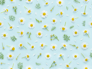 Seamless floral pattern of chamomile flowers, leaves buds and petals on blue background top view flat lay