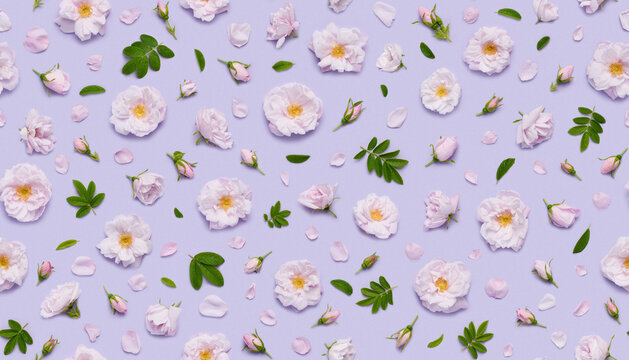 Seamless floral pattern of pink blooming Celestial minden rose flowers, leaves buds and petals on pastel violet background top view flat lay