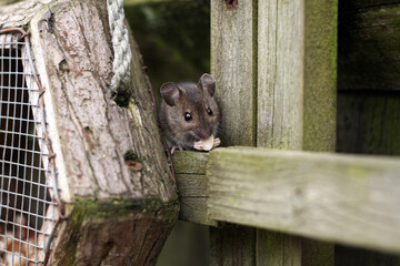 Field mouse, apodemus sylvaticus, feeds on nut on wood in British garden
