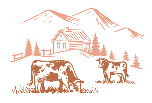Cows on farm meadow. Hand drawn drawing livestock with mountain