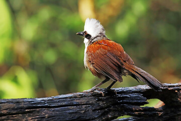A White-crested Laughingthrush on the rock