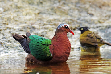 A Emerald Dove take a bath