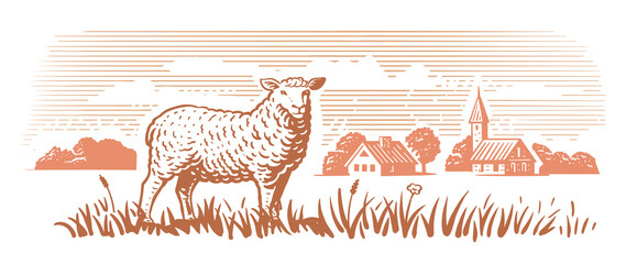 Engraving farm sheep. Village meadow hand drawn sketch