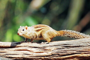 chipmunk on a rock