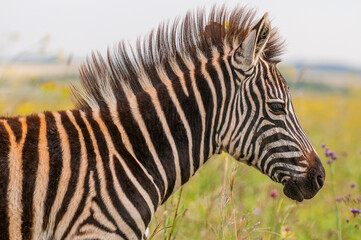 Fototapeta na wymiar A portrait of a zebra