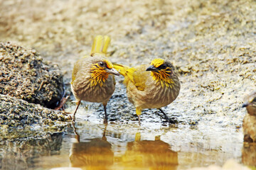 A Stripe-throated Bulbul take a bath