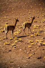 Deserto do Atacama: Paisagens Deslumbrantes e Aridez