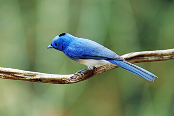 A Black-naped Monarch on a branch