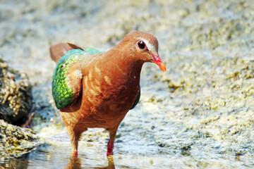A Emerald Dove take a bath