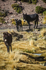 Família de Burros no Deserto do Atacama, Chile