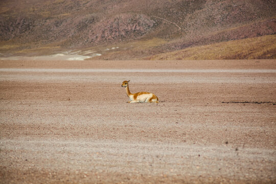 Vicunha no deserto do tacama