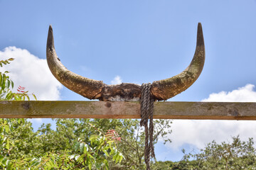 skull bones, cow skull, bull skull, bull, cow, horns, bull horns, cow horns, bone, cranial bone. High quality photo