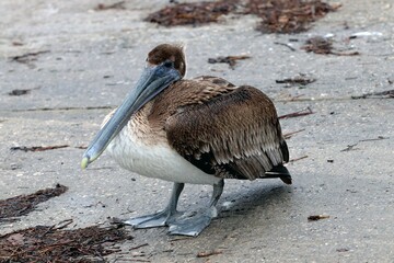 pelican on the beach