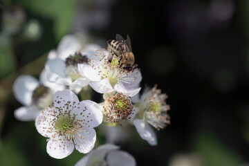 a bee collects nectar on a white flower