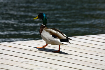 Wild ducks on the shore of Strbske Pleso in High Tatras , Slovakia. 