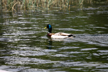 Wild ducks on the shore of Strbske Pleso in High Tatras , Slovakia. 
