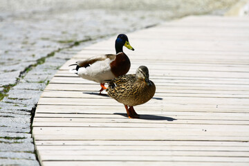 Wild ducks on the shore of Strbske Pleso in High Tatras , Slovakia. 