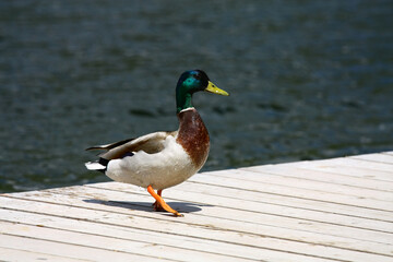 Wild ducks on the shore of Strbske Pleso in High Tatras , Slovakia. 