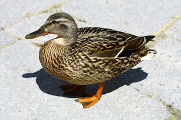 Wild ducks on the shore of Strbske Pleso in High Tatras , Slovakia. 