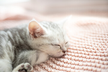 A gray-white striped kitten of the British breed sleeps on a knitted pink plaid. Pets. Lifestyle. Tenderness