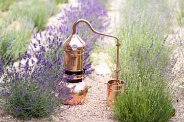Distillation of lavender essential oil and hydrolate. Copper alambic for the flowering field.