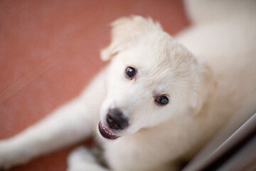 Adorable 3 month old Golden Retriever puppy
