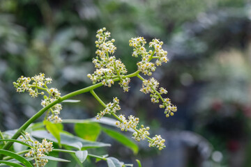 Hog plum flowers and buds on a branch close up with selective focus