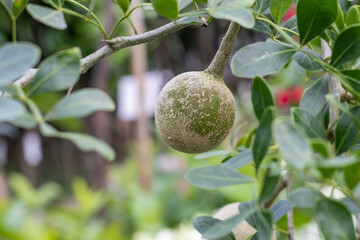 Limonia acidissima fruit or wood apple growing on a branch close up with copy space