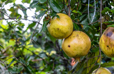 Mature pomegranate fruits hanging on a branch in the garden with copy space