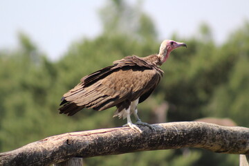 turkey vulture / condor