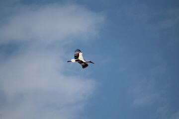 white stork in flight