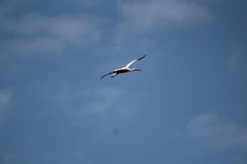 white stork in flight