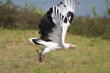 palm-nut vulture in flight